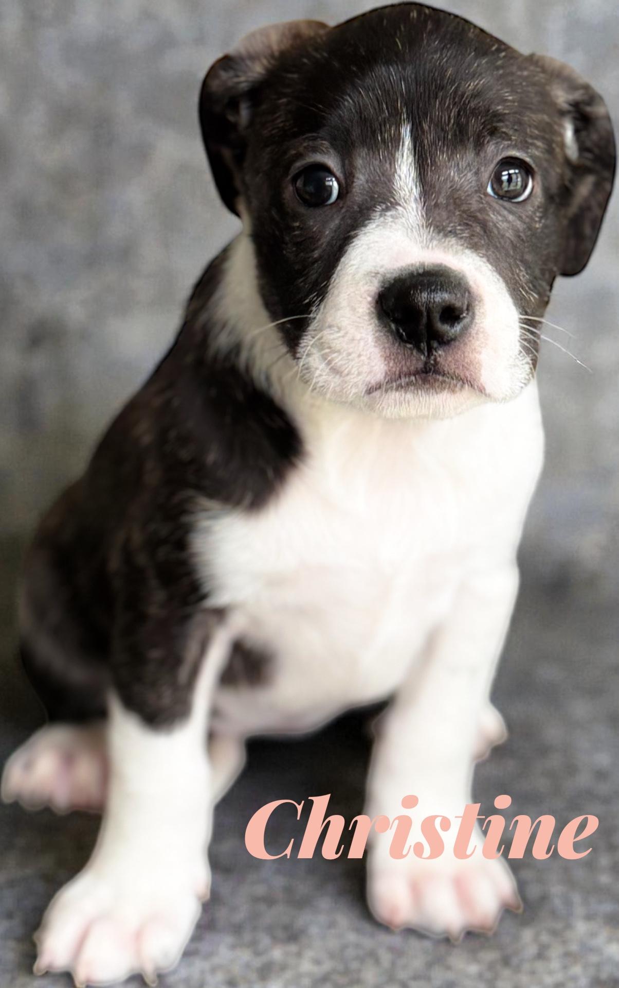 Christina, Adoptable, Puppy Female Bulldog.