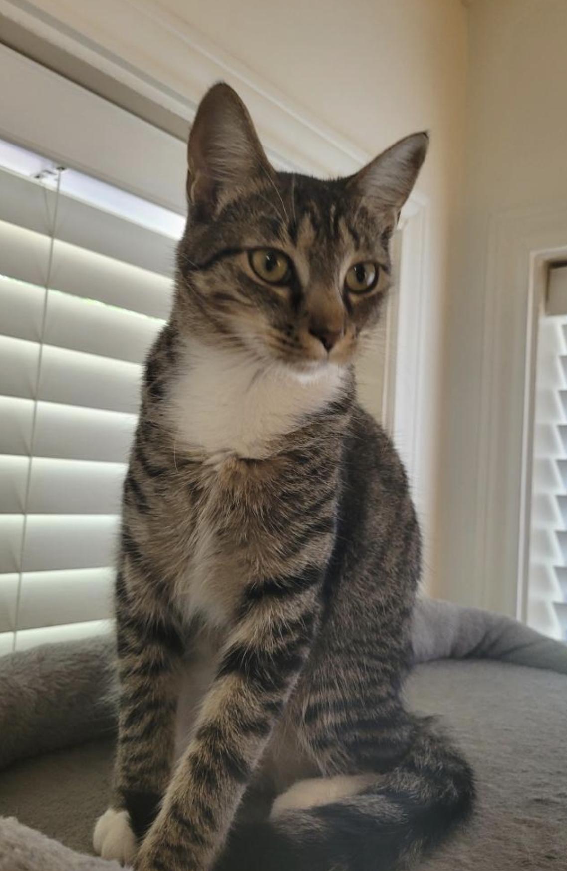 Butter, Adoptable, Kitten Female Domestic Short Hair.