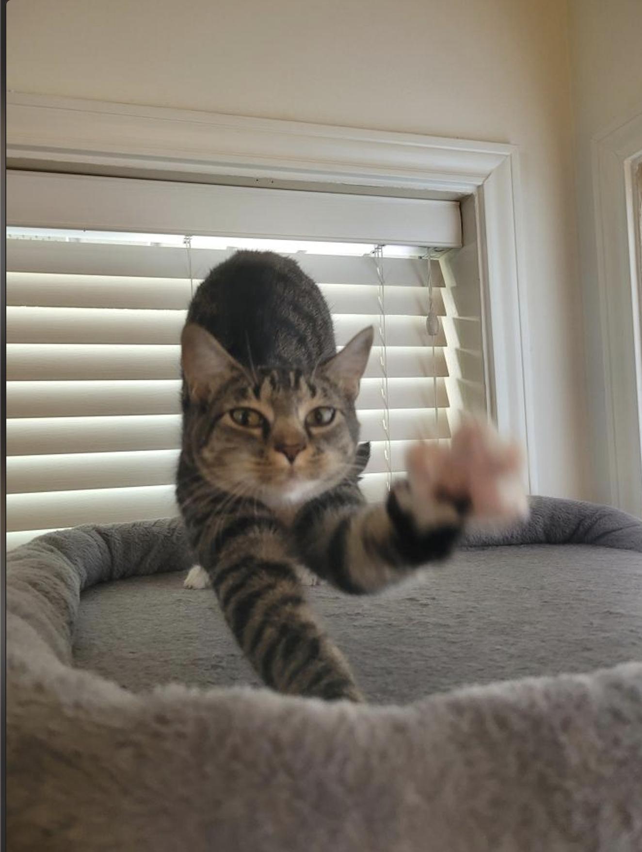 Butter, a Adoptable Domestic Short Hair in Webster, TX image 3/3