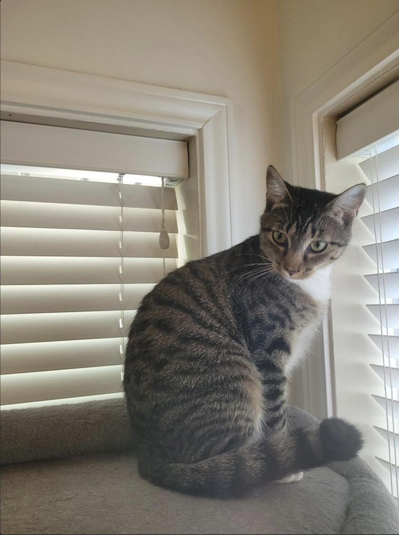 Butter, a Adoptable Domestic Short Hair in Webster, TX image 2/3