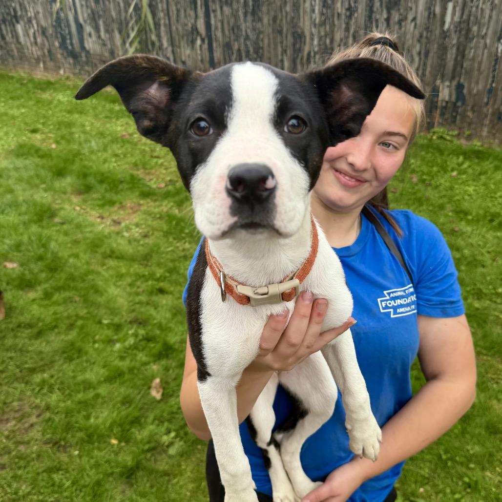 Cherry, Adoptable, Puppy Female Mixed Breed.