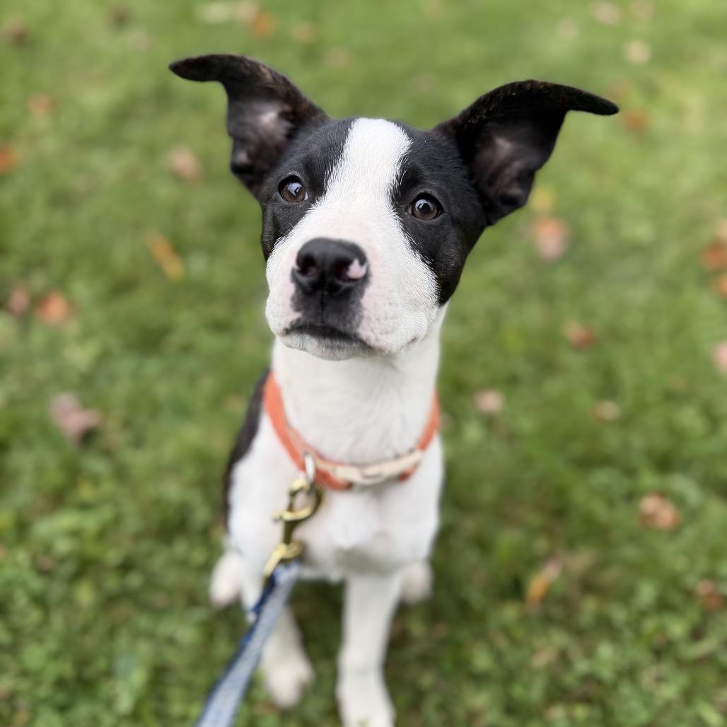Enlarge Cherry, a Adoptable Mixed Breed in Bangall, NY image 2/2