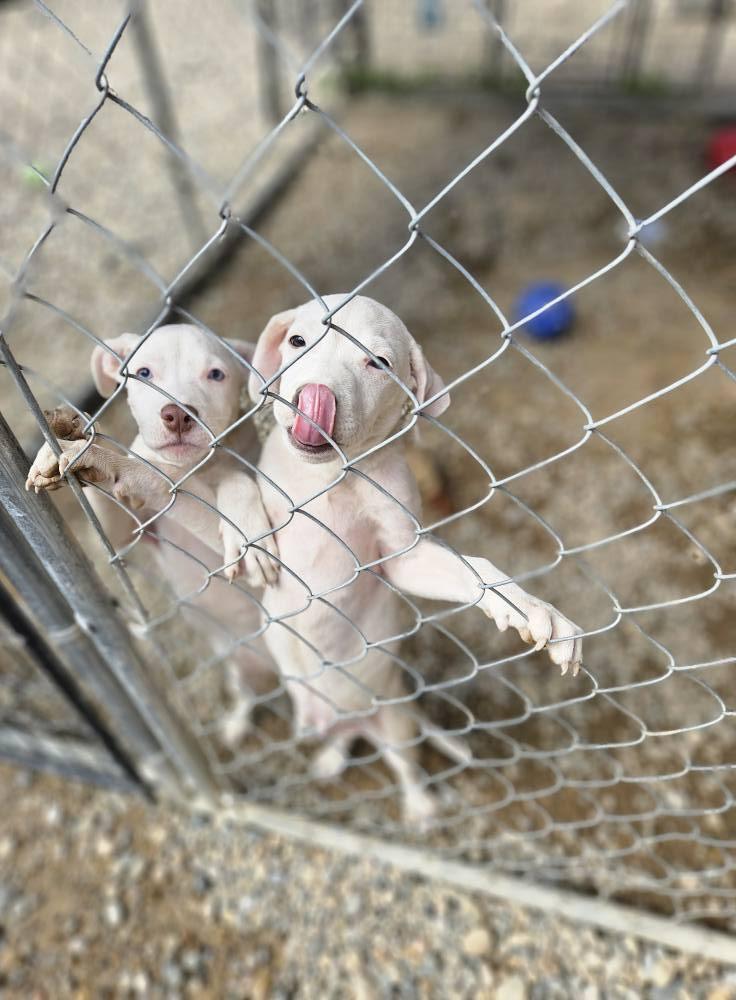 Enlarge Button, a Adopted mixed breed in Sterling Heights, MI image 1/6