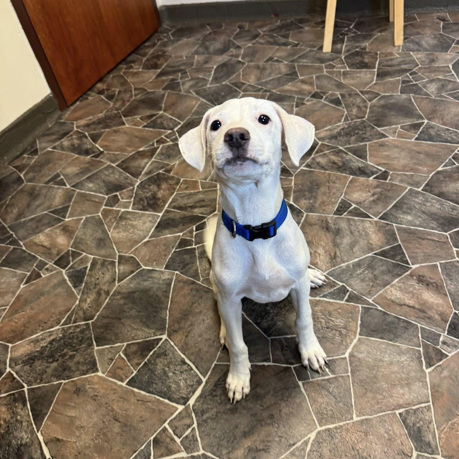 Enlarge Button, a Adopted mixed breed in Sterling Heights, MI image 2/6