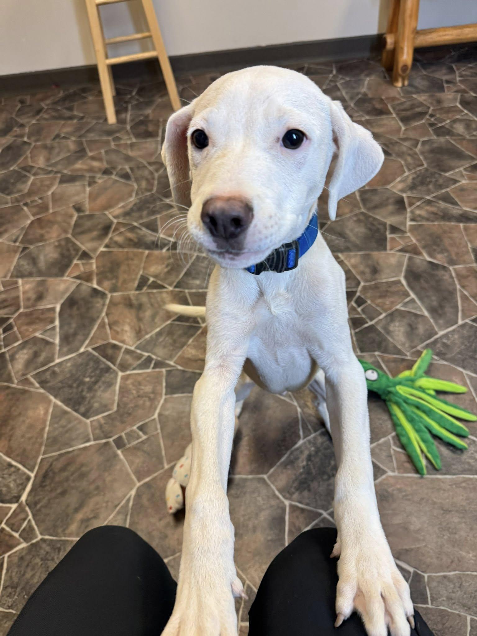 Enlarge Button, a Adopted mixed breed in Sterling Heights, MI image 5/6