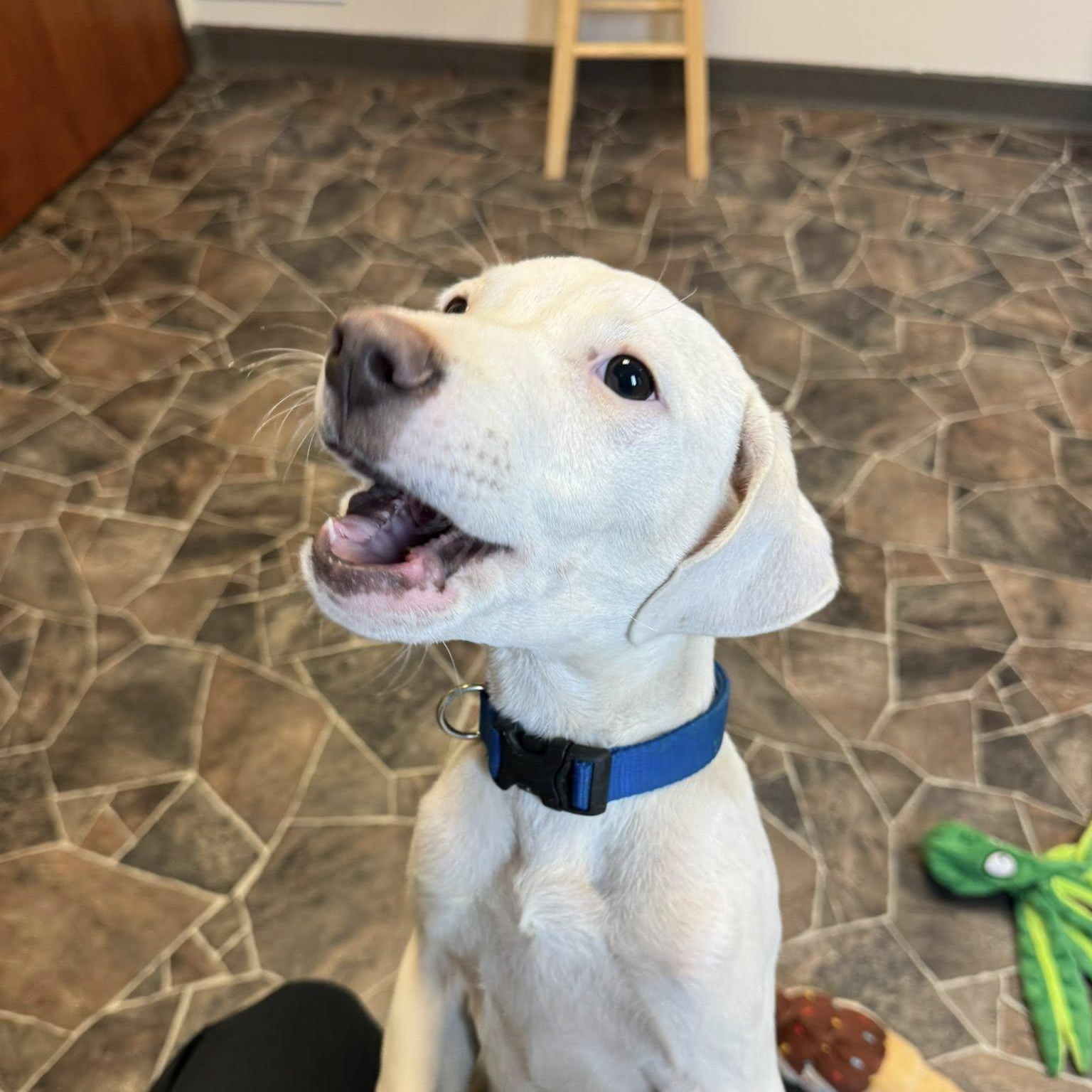 Enlarge Button, a Adopted mixed breed in Sterling Heights, MI image 4/6