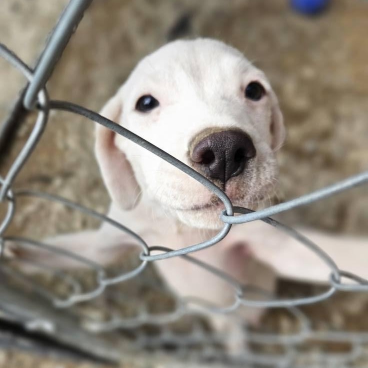 Enlarge Button, a Adopted mixed breed in Sterling Heights, MI image 3/6