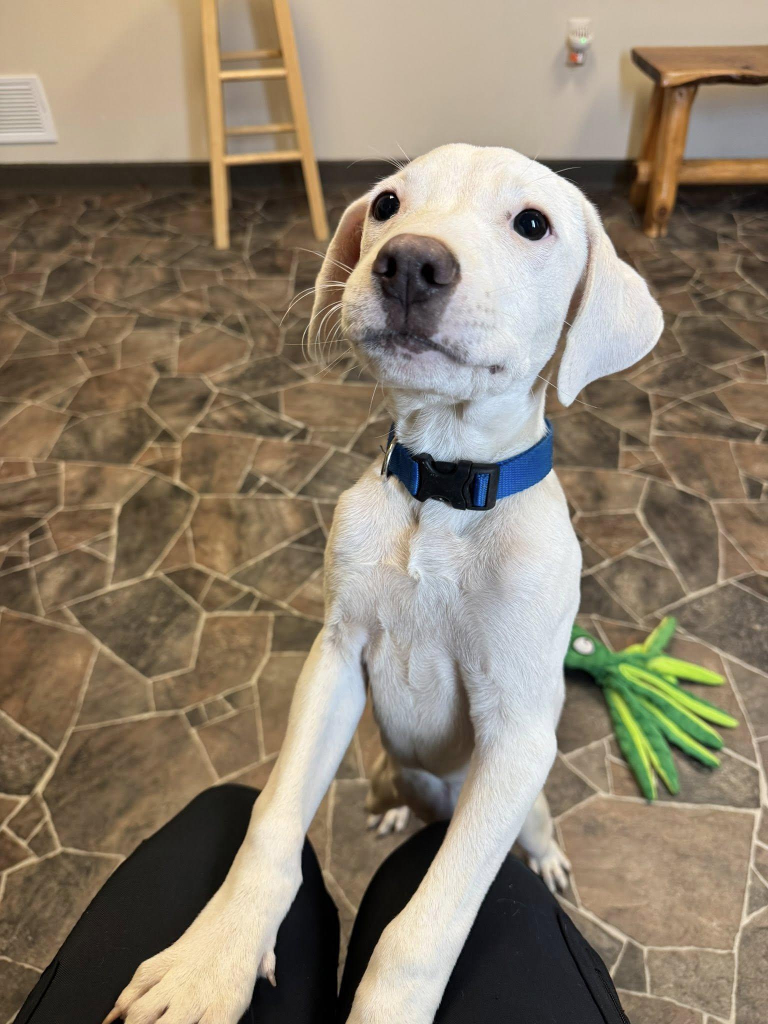 Enlarge Button, a Adopted mixed breed in Sterling Heights, MI image 6/6