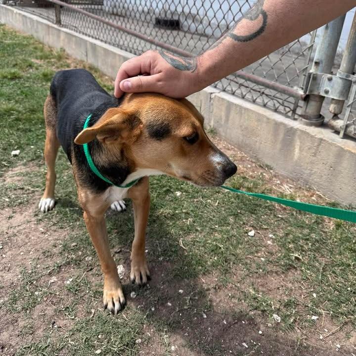 Enlarge Vanity Fair, a Adoptable mixed breed in Beaumont, TX image 1/6
