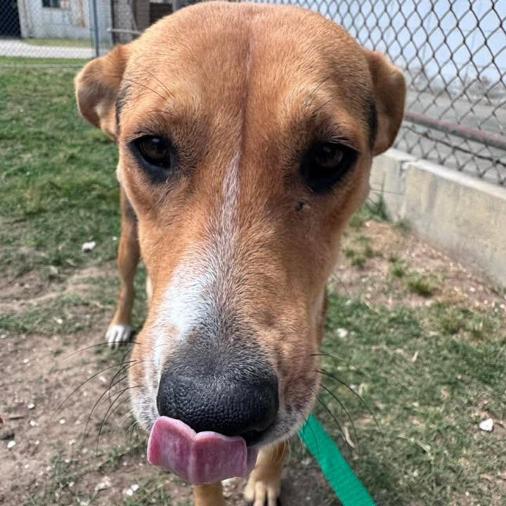 Enlarge Vanity Fair, a Adoptable mixed breed in Beaumont, TX image 2/6