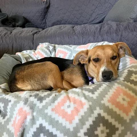 Enlarge Vanity Fair, a Adoptable mixed breed in Beaumont, TX image 3/6