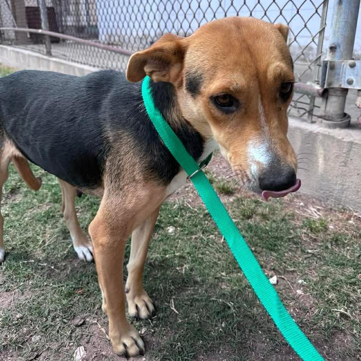 Enlarge Vanity Fair, a Adoptable mixed breed in Beaumont, TX image 4/6