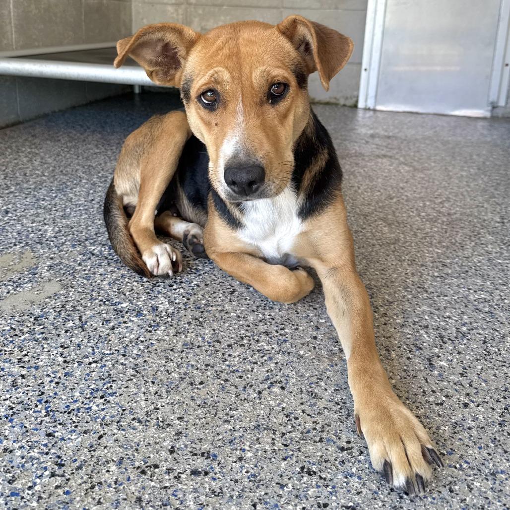 Enlarge Vanity Fair, a Adoptable mixed breed in Beaumont, TX image 1/1