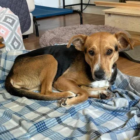 Enlarge Vanity Fair, a Adoptable mixed breed in Beaumont, TX image 6/6