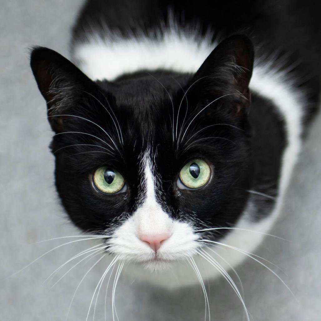 Mariquita, Adoptable, Senior Female Domestic Short Hair.