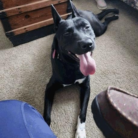 Riley - COURTESY POST, ADOPTABLE, Young Female Australian Cattle Dog / Blue Heeler.