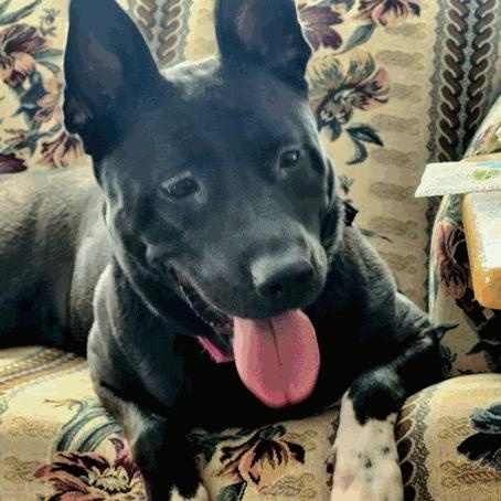Enlarge Riley - COURTESY POST, a ADOPTABLE mixed breed in Fowlerville, MI image 2/2