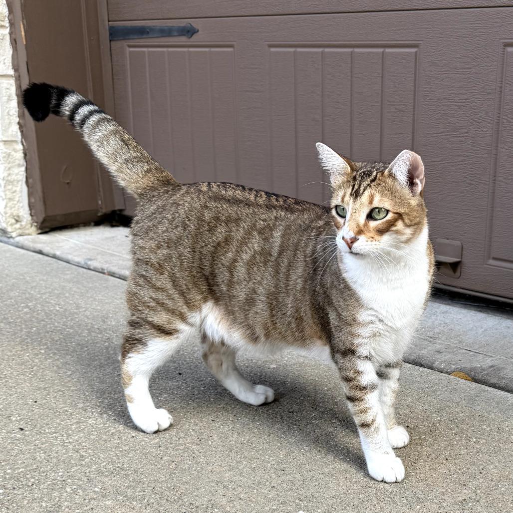 Chele, Adoptable, Adult Male Domestic Short Hair & Oriental Short Hair.