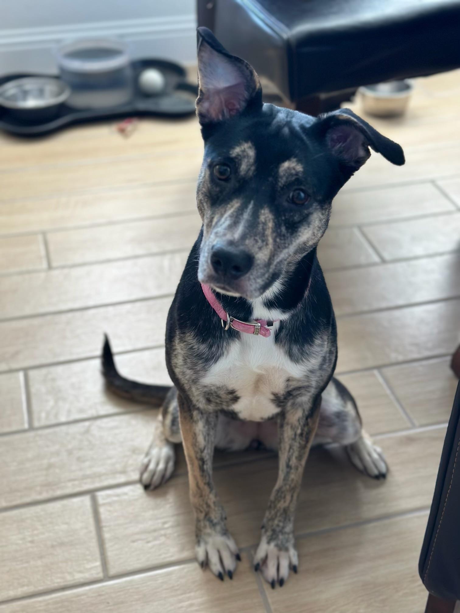 Enlarge Estella , a ADOPTABLE mixed breed in Garland, TX image 3/3