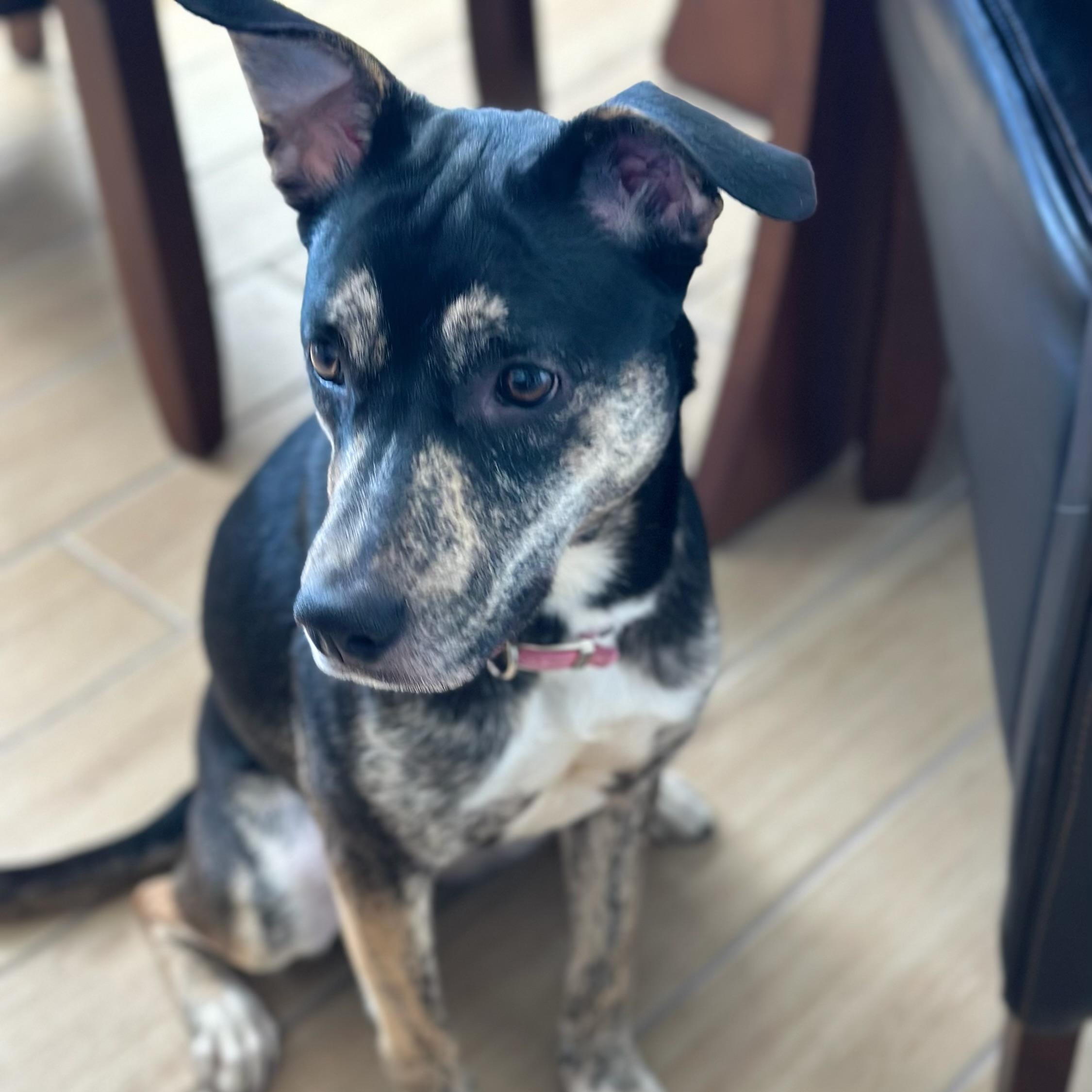 Enlarge Estella , a ADOPTABLE mixed breed in Garland, TX image 2/3