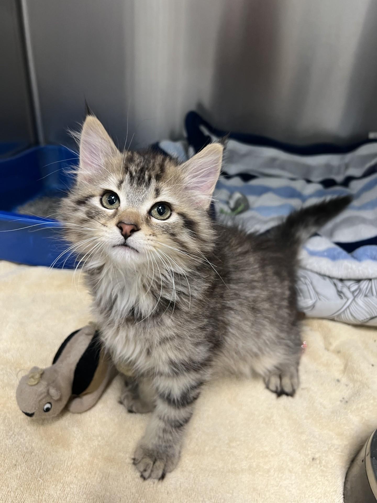 Porcupine, adopted, Kitten Male Domestic Long Hair.