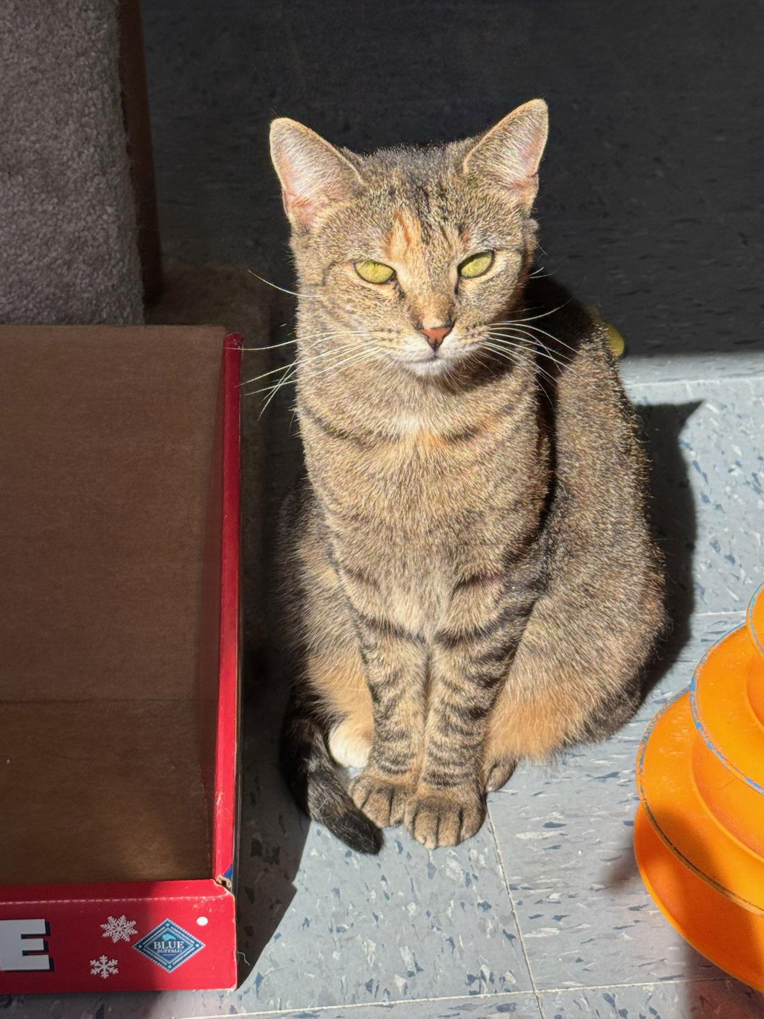 Sweet Pea, a Adoptable mixed breed in Hopewell, VA image 2/3