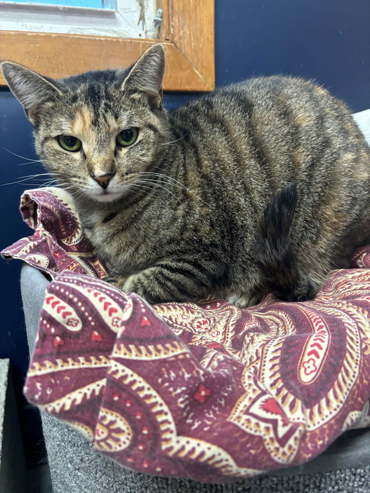 Sweet Pea, a Adoptable mixed breed in Hopewell, VA image 3/3