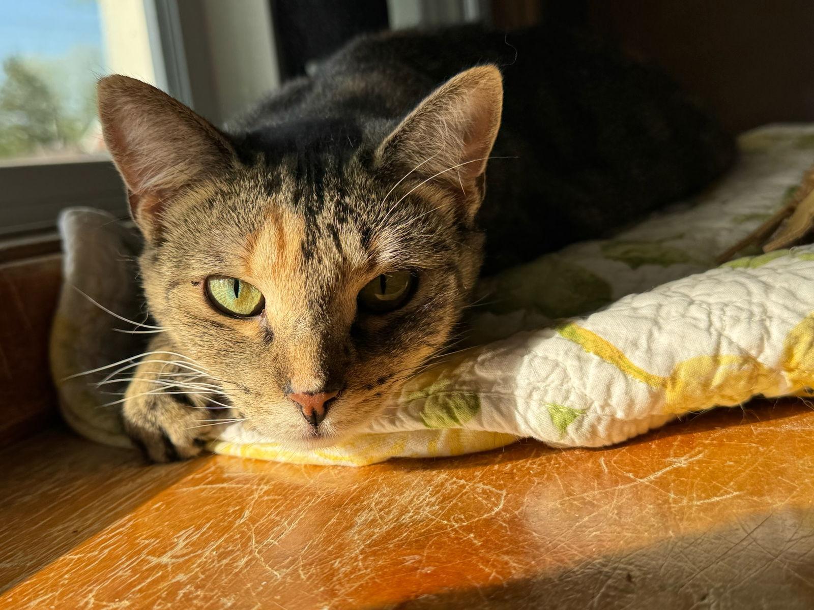 Sweet Pea, Adoptable, Young Female Tabby & Calico.