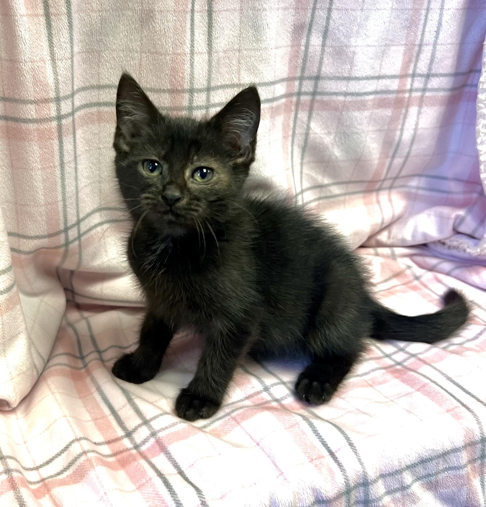 Enlarge Lavender, a ADOPTABLE Domestic Short Hair in Edinburg, VA image 1/1