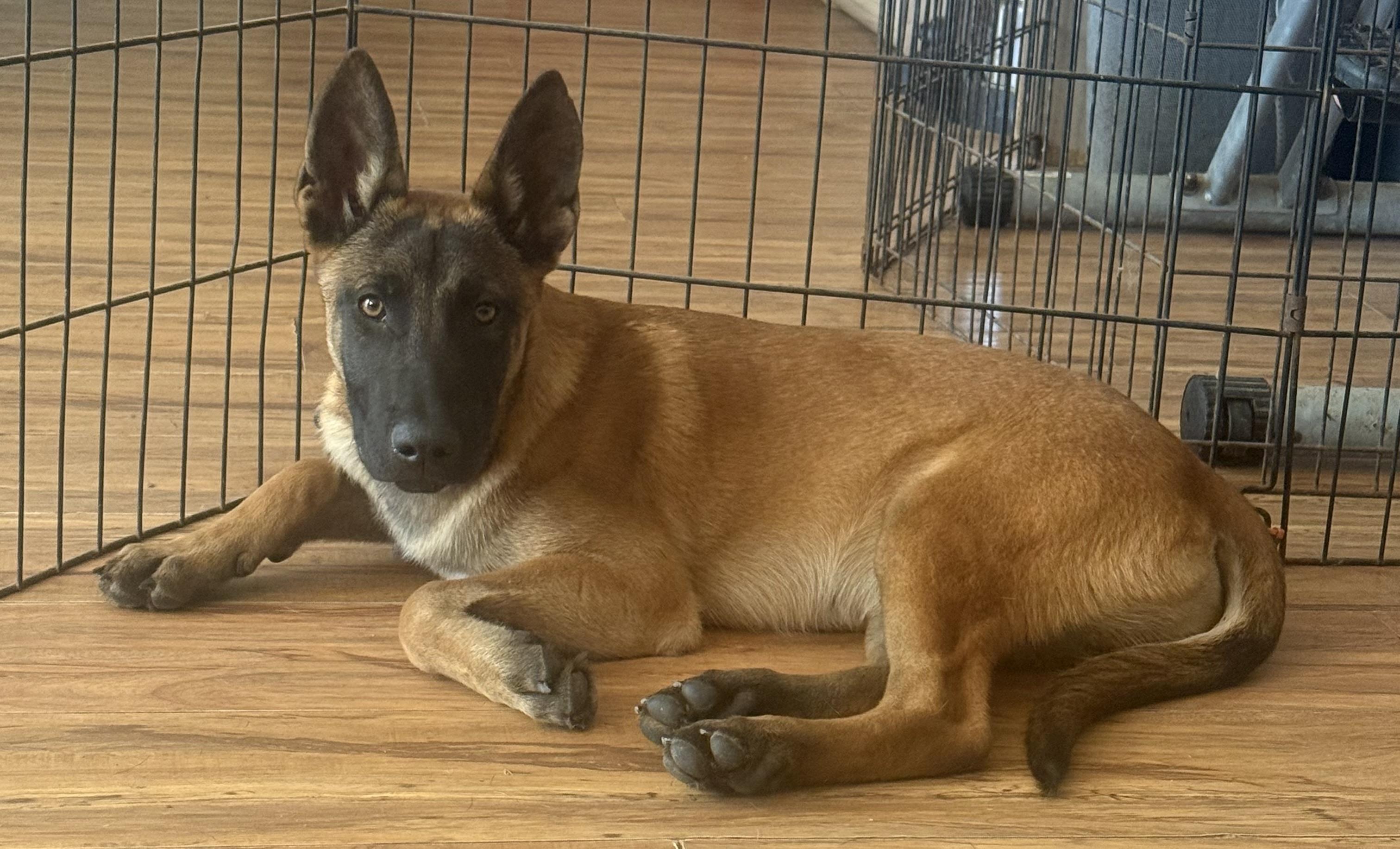 Desert Litter's Saguaro, Adopted, Young Male Belgian Shepherd / Malinois.