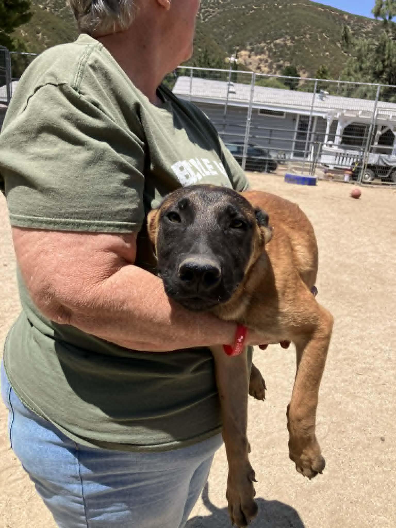 Desert Litter's Saguaro, a Adopted Belgian Shepherd / Malinois in Vancouver, WA image 2/5