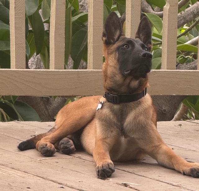 Desert Litter's Saguaro, a Adopted Belgian Shepherd / Malinois in Vancouver, WA image 3/5