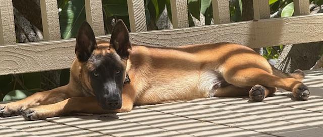 Desert Litter's Saguaro, a Adopted Belgian Shepherd / Malinois in Vancouver, WA image 4/5