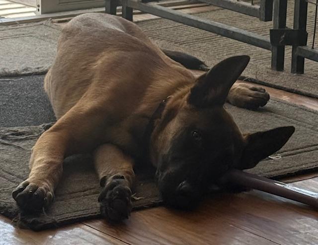 Desert Litter's Saguaro, a Adopted Belgian Shepherd / Malinois in Vancouver, WA image 5/5