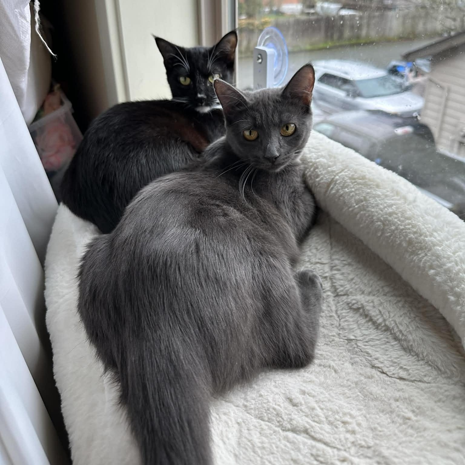 Georgie (bonded to Moonpie), see video- new!, a ADOPTABLE Domestic Short Hair in Portland, OR image 1/6