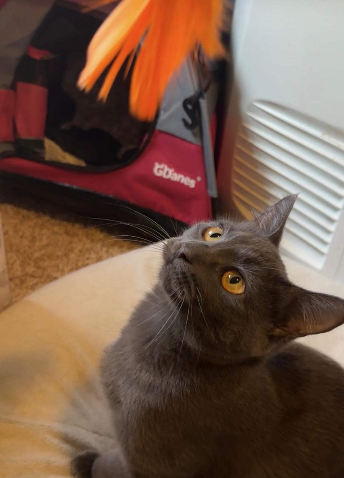 Georgie (bonded to Moonpie), see video- new!, a ADOPTABLE Domestic Short Hair in Portland, OR image 2/6