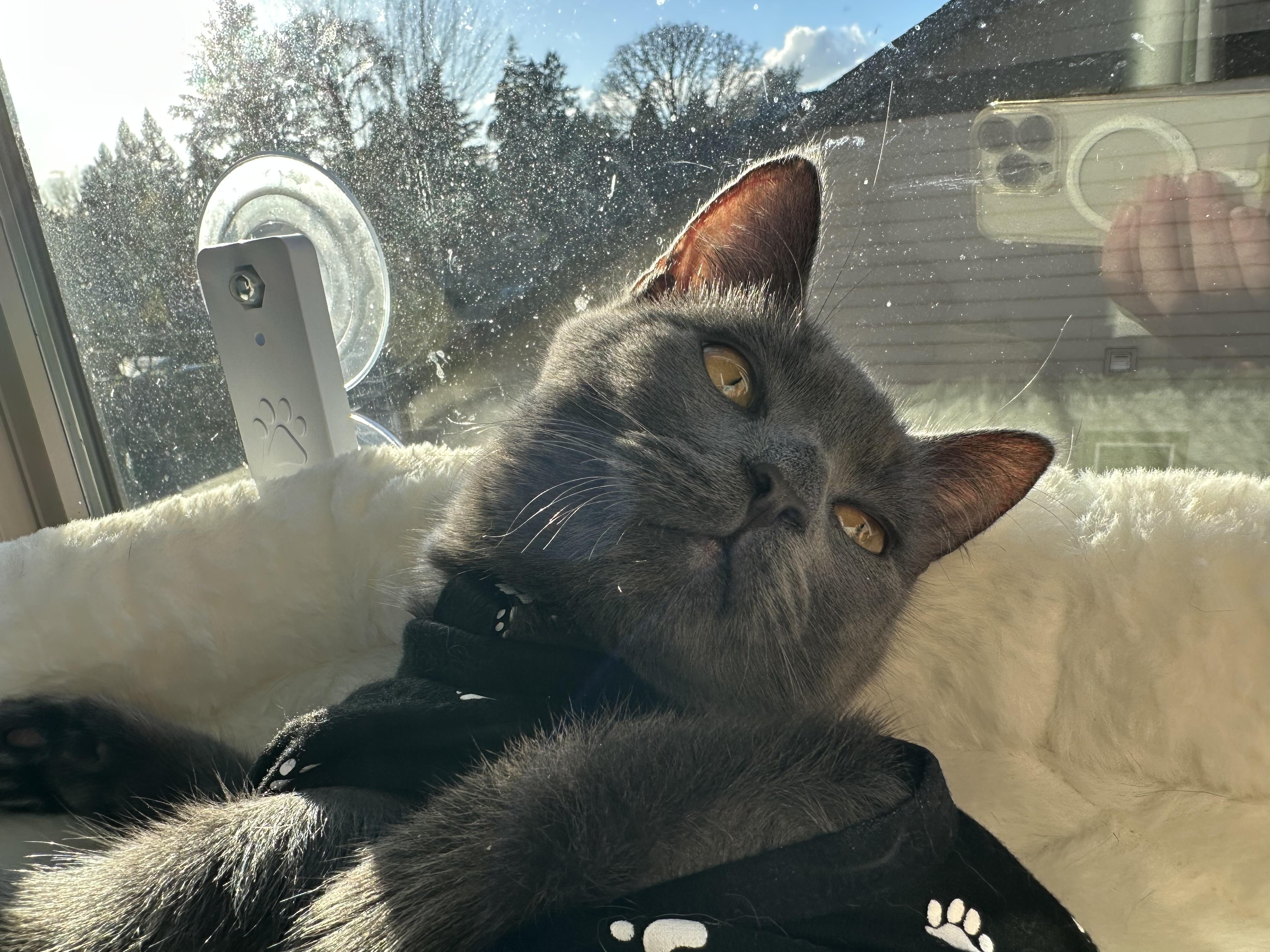 Georgie (bonded to Moonpie), see video- new!, a ADOPTABLE Domestic Short Hair in Portland, OR image 3/6