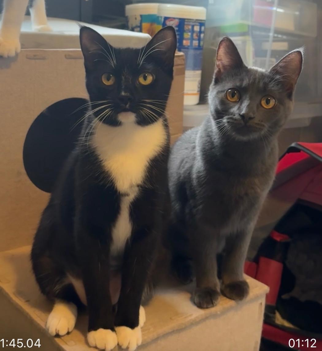 Georgie (bonded to Moonpie), see video- new!, a ADOPTABLE Domestic Short Hair in Portland, OR image 4/6