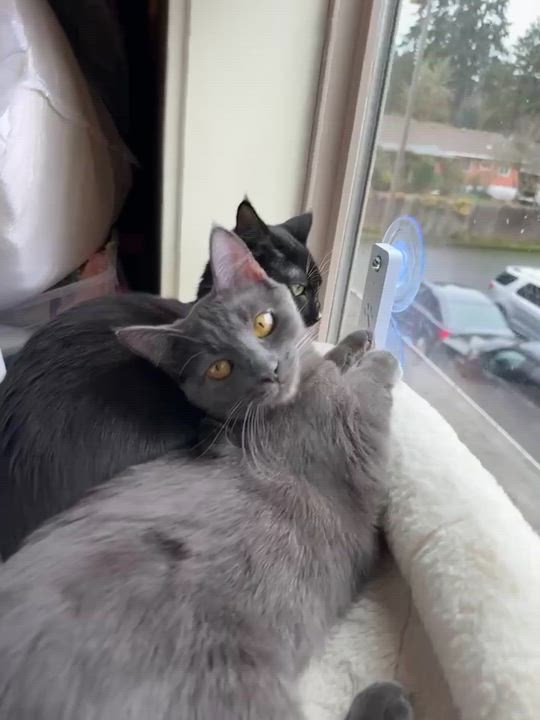 Enlarge Georgie (bonded to Moonpie), see video- new!, a ADOPTABLE Domestic Short Hair in Portland, OR video 6/6