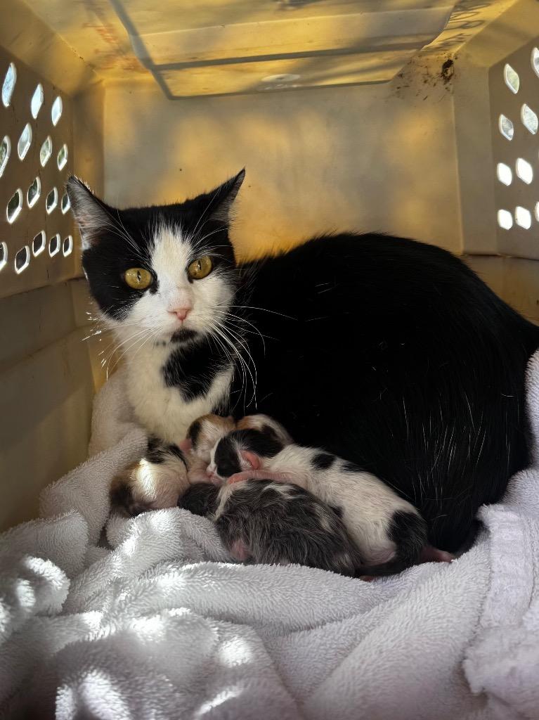 Candy 26, Adoptable, Young Female Tuxedo & Domestic Short Hair.
