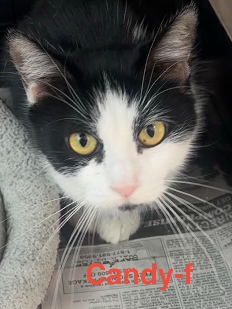 Enlarge Candy 26, a Adoptable mixed breed in Brookhaven, MS image 2/2