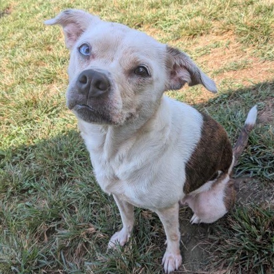 Sassy, Adoptable, Young Female English Bulldog & Boston Terrier.