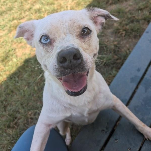 Enlarge Sassy, a Adoptable mixed breed in Lebanon, CT image 5/6