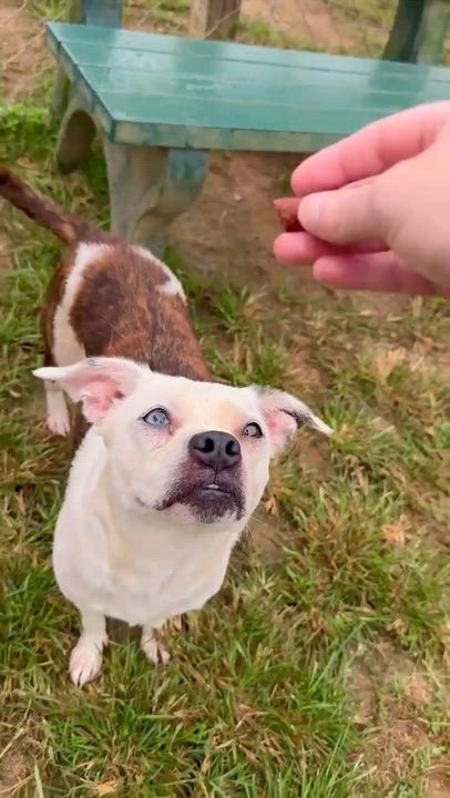 Enlarge Sassy, a Adoptable mixed breed in Lebanon, CT video 6/6