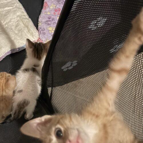 John Wayne (duke), Adoptable, Kitten Male Domestic Short Hair.