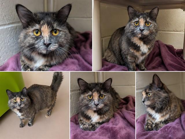 Enlarge RAIN, a Adoptable Domestic Long Hair in Toronto, ON image 1/1