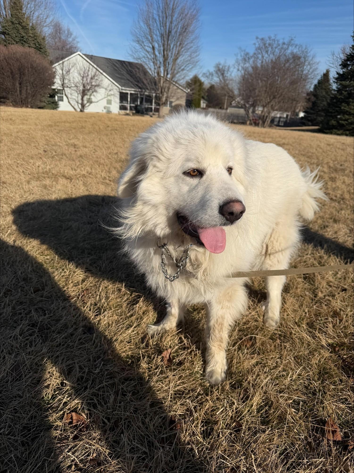 Domingo, ADOPTABLE, Adult Male Great Pyrenees.