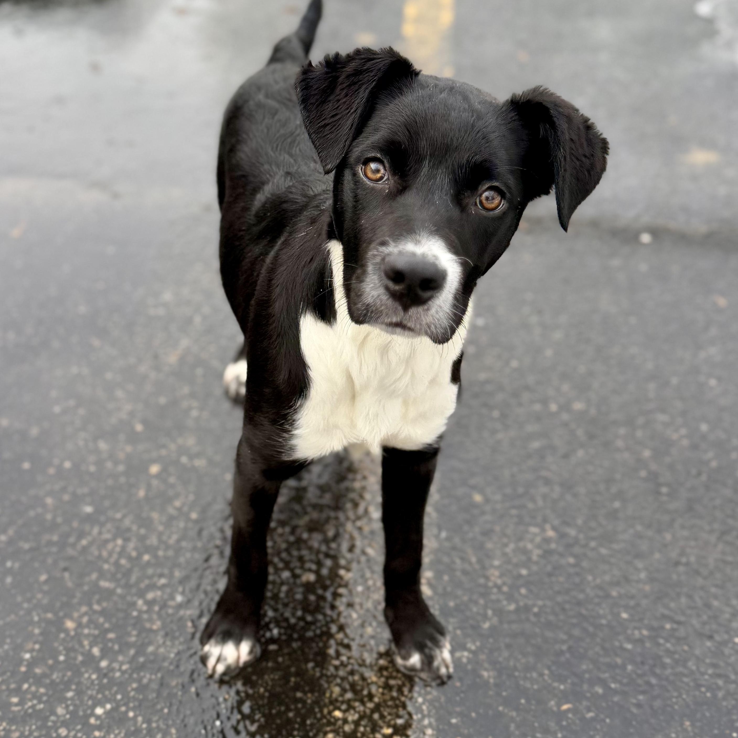 Enlarge HARPER, a Adoptable mixed breed in Cranston, RI image 1/2