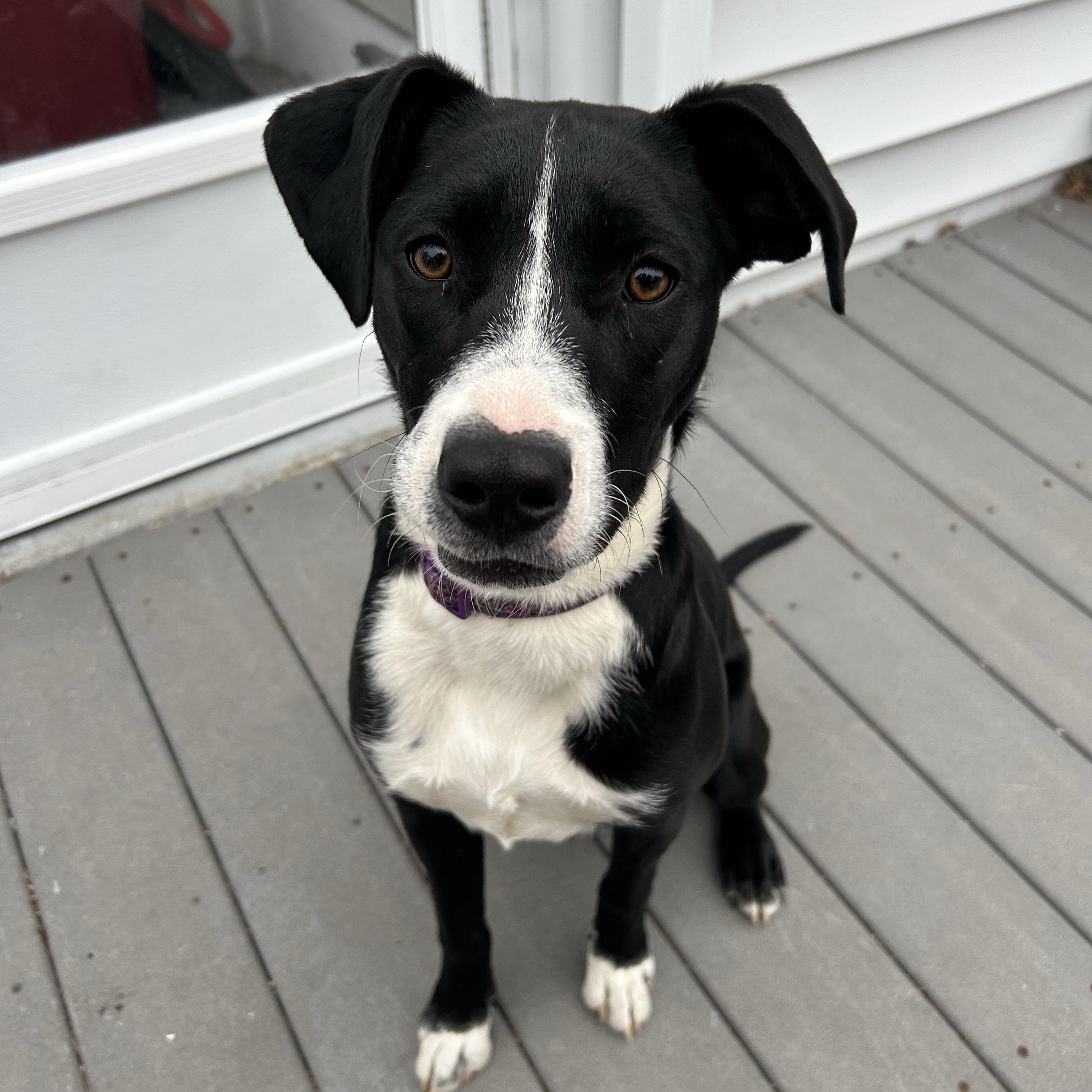 Enlarge HARPER, a Adoptable mixed breed in Cranston, RI image 1/2