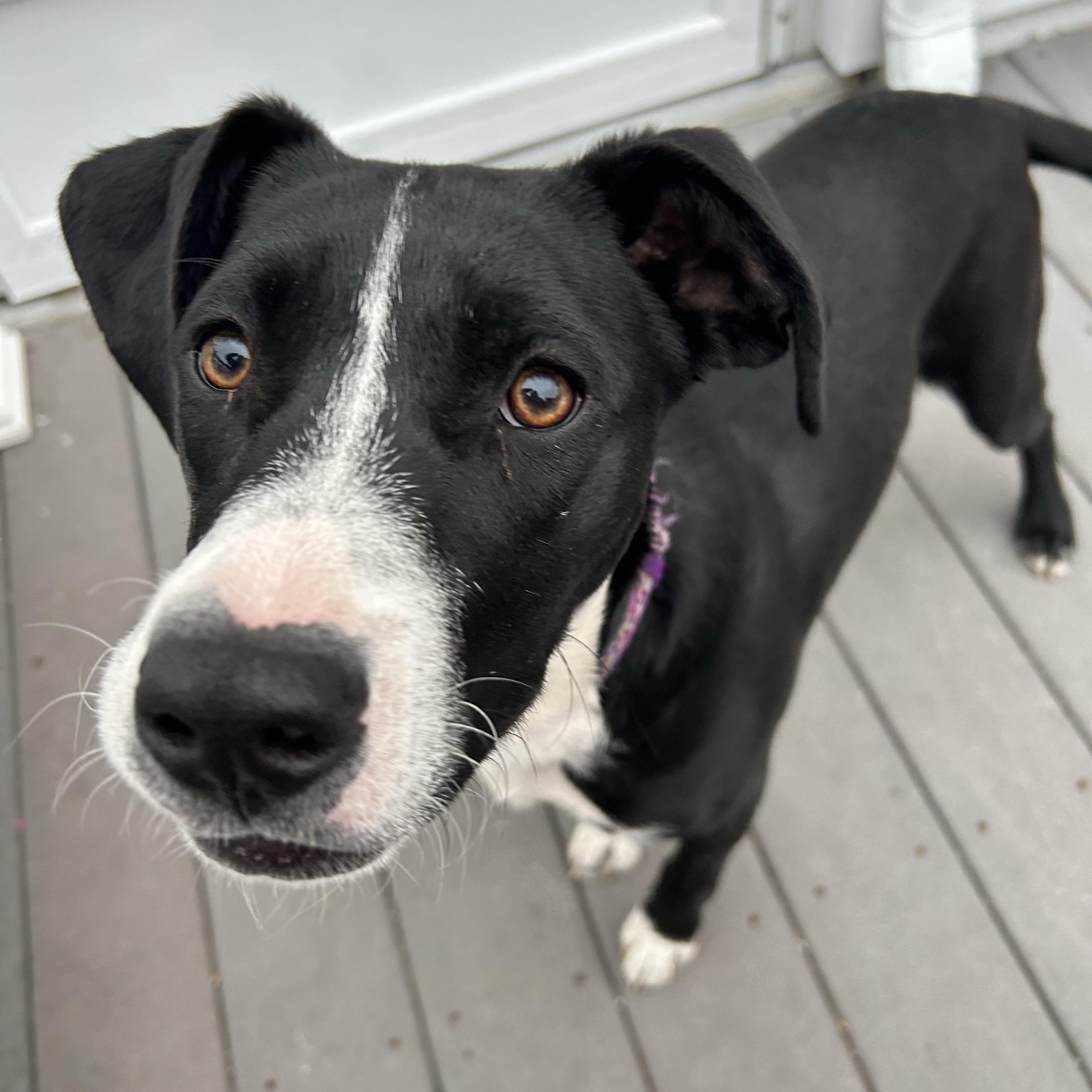 Enlarge HARPER, a Adoptable mixed breed in Cranston, RI image 2/2